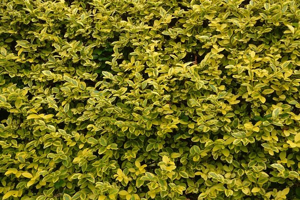 Tout savoir sur le troène : variétés et entretien faciles